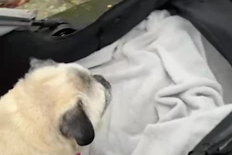 create authentic pet ugc videos for pet brands