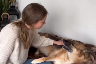 create dog ugc videos for your pet product or brand