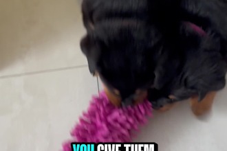 create ugc pet brand videos featuring real dogs and puppies