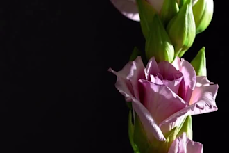 make 3d flower animation, 3d flower design, 3d plant model, 3d plant animation