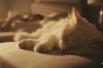 create a heartfelt memorial video for your beloved pet
