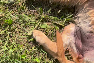 create authentic ugc videos for your pet or dog brand