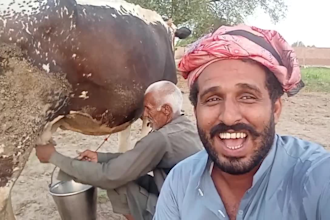 do happy birthday or happy birthday video happy birthday