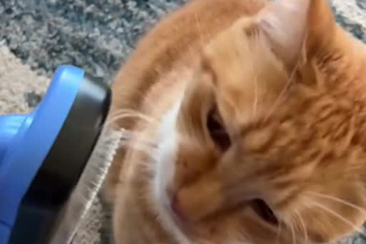 authentic ugc videos for your pet brand