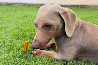 create pet ugc video ads