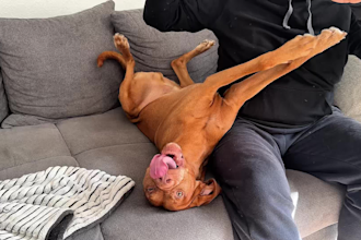 create authentic dog ugc videos for pet brands