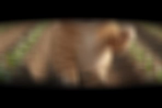 create professional ai videos ai graphic designer
