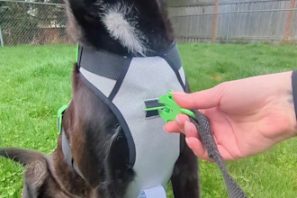 create authentic dog ugc videos for social media