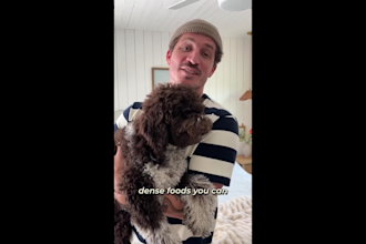 create dog ugc video ads for your pet product
