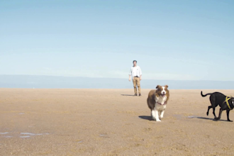 design ai ugc video ads for dog and cat brand, pet ugc video for amazon