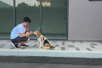create ugc ads with pet dog for your product