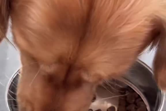 create engaging pet ugc videos for products services and apps
