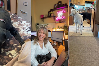 create a pet ugc video ad for your pet product or service