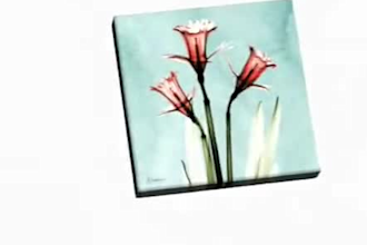 create stunning motion graphics and animated videos