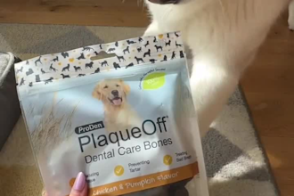create dog content for your brand
