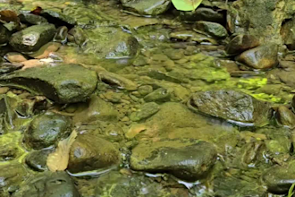 provide a premium bundle of 4 relaxing stream and river nature videos