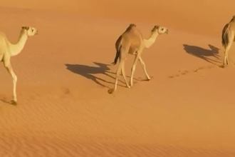 do professional arabic voice over for your project