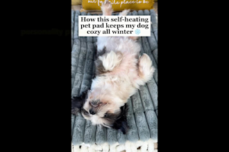 create pet ugc for your dog products or services