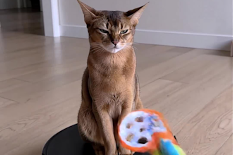 create 4k hyperreal ai ugc product videos for tiktok ads