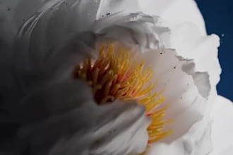 create 3d plant animation, plant animation, 3d plant model, 3d flower animation