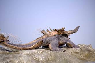 rig 3d game creature model realistic animal monster dragon model alien model rig