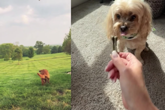 create engaging pet product ugc videos for tiktok and social media