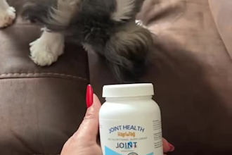 create engaging pet ugc videos for dog products and brands