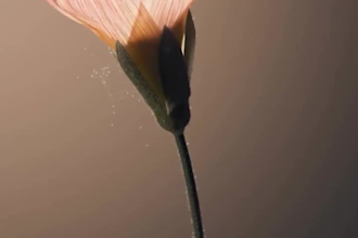 create a realistic 3d flower animation plant animation