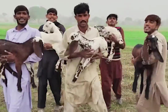make a funny african dance happy birthday video