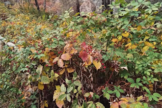 create nature, asmr, or slow living content in patagonia