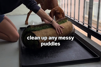 create organic dog ugc videos for your dog brand