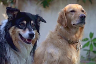 sing a custom song or funny anthem for your pet