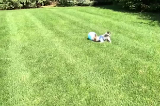 create a pet ugc video for your product or service