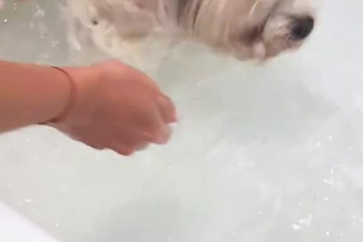 create beauty, dog ugc and pet video ads for your pet brand or pet products