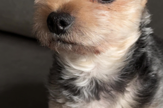 create ugc videos with my dog for pet brands