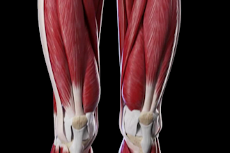 create 3d medical animation, muscle anatomy animation, human anatomy video
