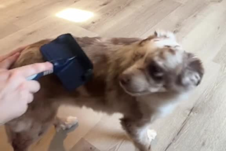 create dog or cat ugc video ads for your pet products and services