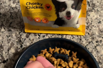 create pet ugc videos with my dog for pet brands ads