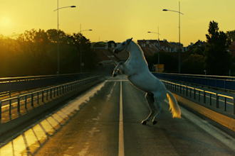create promotional video ads commercial for marketing