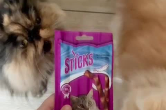 ugc pet videos with my cats