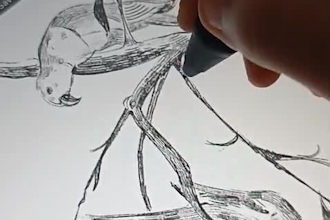 do birds sketch with unique realistic sketching style