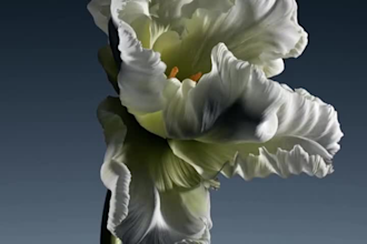do flower animation video flower model plant model design 3d plant animation