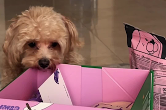 create viral dog ugc videos for tik tok and meta ads pet brands