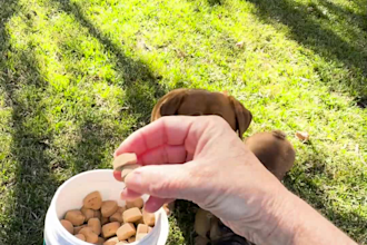 create pet product ugc videos featuring my dogs