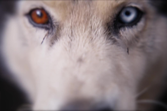 create a a cinematic pet memorial video