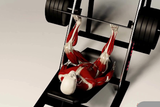 3d workout animation, muscle anatomy animation, 3d exercise video