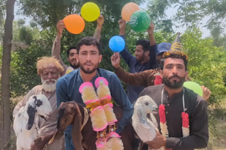 wish happy birthday video africa or happy birthday video