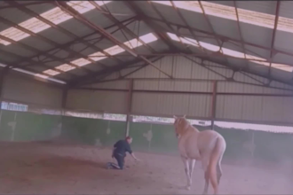help fix behavioral issues with your horse