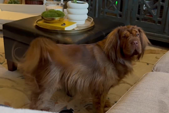 create engaging dog and cat content for pet brands
