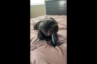 create pet ugc for your brand